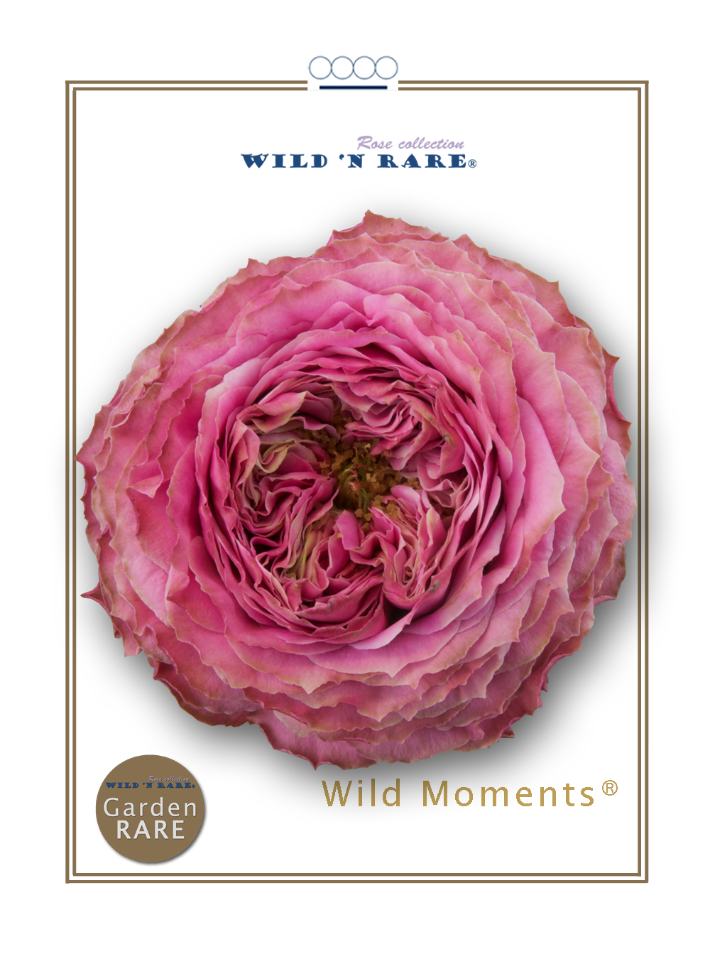 one wild moment (