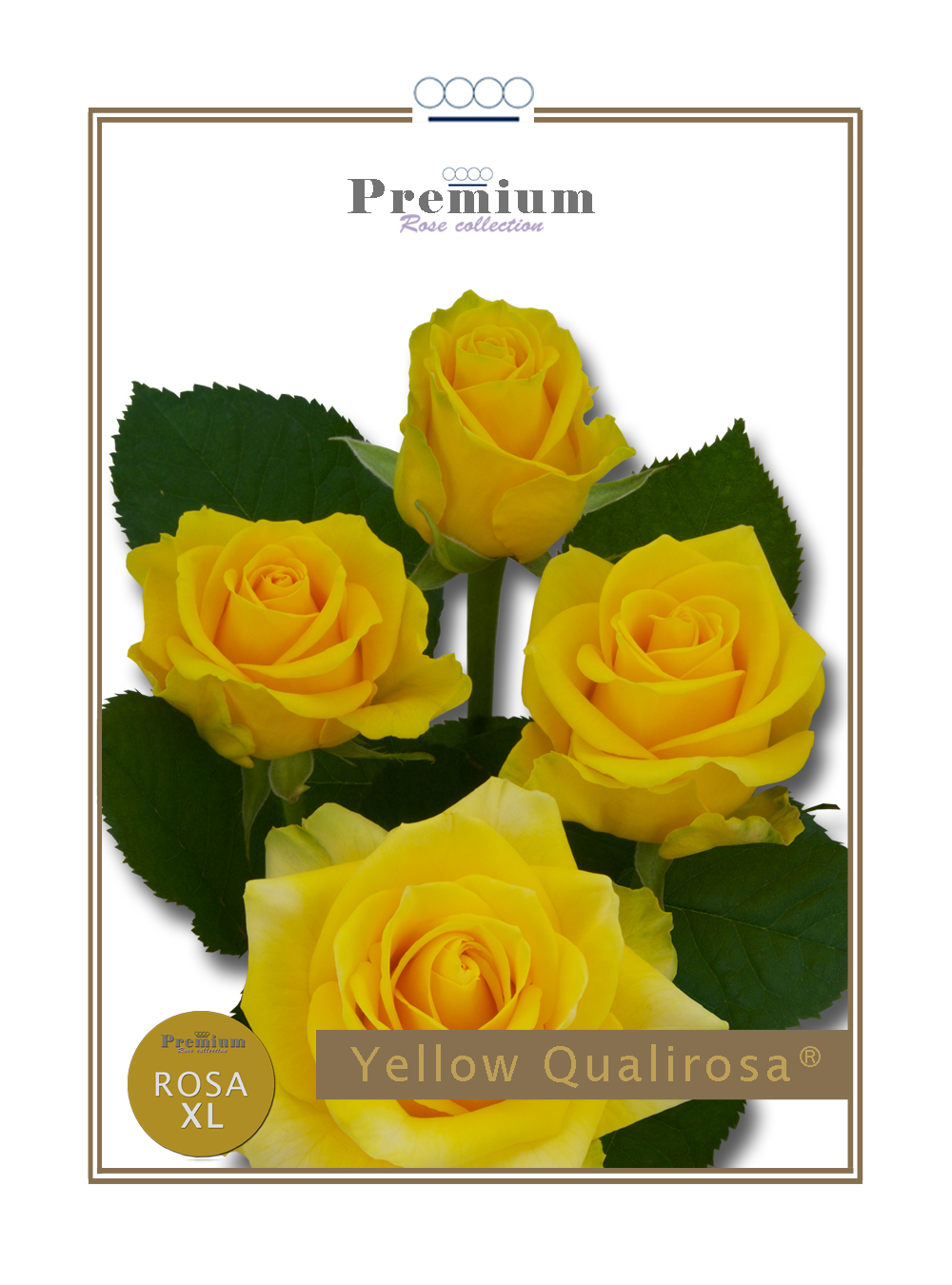 Yellow Qualirosa®